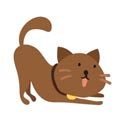 Clínica Gato Leão Dourado - Paixão por gatos você entende!