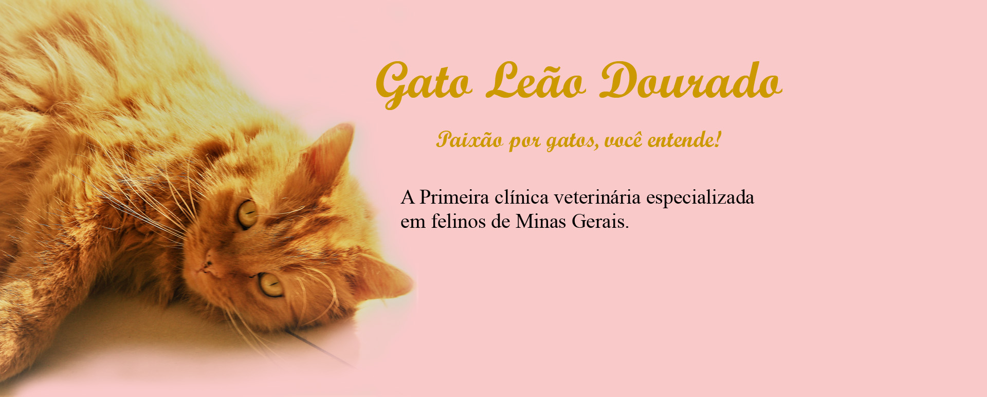  Clínica Gato Leão Dourado - Paixão por gatos você entende!